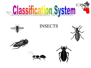 INSECTS
 