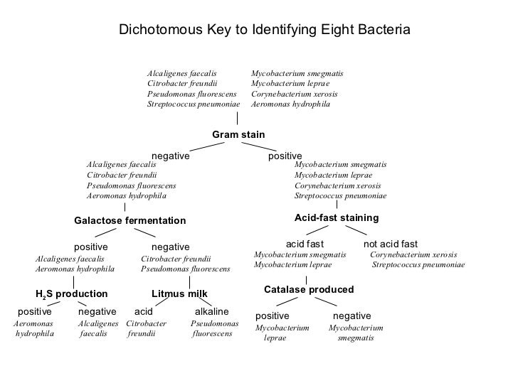 Dichotomous key