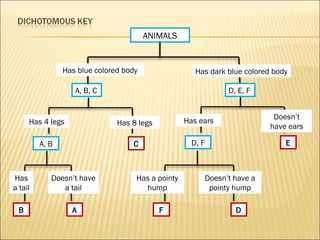 A, B, C
ANIMALS
Has blue colored body Has dark blue colored body
Has 4 legs Has 8 legs
A, B C
Has
a tail
Doesn’t have
a tail
B A
Has ears
Doesn’t
have ears
D, F E
D, E, F
Has a pointy
hump
Doesn’t have a
pointy hump
F D
 