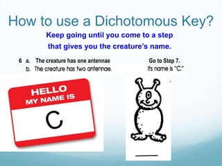 Dichotomous key presentation suitable for IGCSE Biology level | PPT