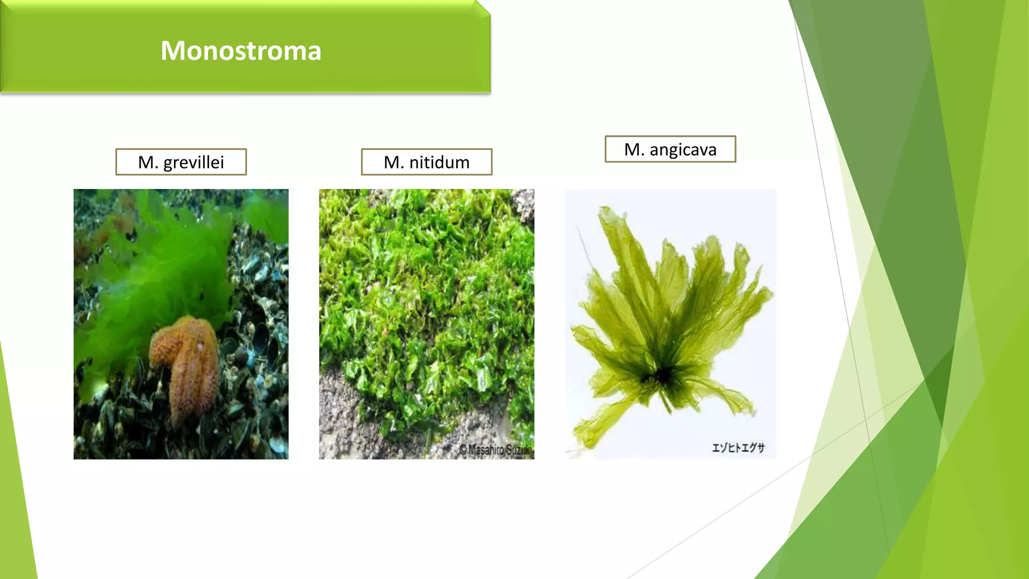 Dichotomous key of chlorphyta | PPTX