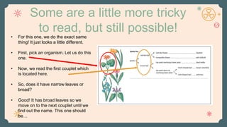 Some are a little more tricky
to read, but still possible!
• For this one, we do the exact same
thing! It just looks a little different.
• First, pick an organism. Let us do this
one.
• Now, we read the first couplet which
is located here.
• So, does it have narrow leaves or
broad?
• Good! It has broad leaves so we
move on to the next couplet until we
find out the name. This one should
be…
 