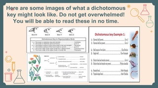 Here are some images of what a dichotomous
key might look like. Do not get overwhelmed!
You will be able to read these in no time.
 