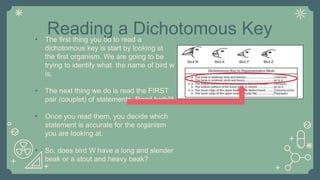 Reading a Dichotomous Key• The first thing you do to read a
dichotomous key is start by looking at
the first organism. We are going to be
trying to identify what the name of bird w
is.
• The next thing we do is read the FIRST
pair (couplet) of statements. Read both!!!
• Once you read them, you decide which
statement is accurate for the organism
you are looking at.
• So, does bird W have a long and slender
beak or a stout and heavy beak?
 