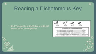 Reading a Dichotomous Key
• Bird Y should be a Certhidea and Bird Z
should be a Camarhynchus.
 