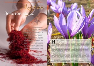 96 Bсе по-русски - Vse po russki Vse po russki - Bсе по-русски 97
Шафран — самая дорогая
в мире пряность, ее
стоимость колеблется в
районе 20 – 30 евро за грамм.
Если и не дороже золота,
то уж стабильно дороже
серебра. И хотя крупнейшим
поставщиком шафрана на
мировые рынки остается
Иран, самую ароматную
и качественную пряность
выращивают и собирают в
самом сердце Испании, в Ла
Манче.
Автор: Надежда Бахромкина
Azafrán
Золотой запас
стория шафрана насчитывает
тысячелетия, и, как в случае с
подавляющим большинством
пряностей, его родиной считают
Ближний Восток. Впрочем,
доподлинно известно, что крокус,
дающий драгоценные тычинки, был распространен
и в Средней Азии. Но, тем не менее, первые
письменные свидетельства относятся к Древнему
Египту периода правления красавицы-Клеопатры.
Шафран использовали в качестве ароматизатора
для ритуальных и косметических целей. В Древней
Греции сфера применения сместилась в сторону
кулинарии и медицины: пряностью «улучшали»
плохонькое винцо и выписывали в качестве
средства для лучшего сна. Тогда же впервые шафран
приобретает славу афродизиака.
	 Арабы вино не пили, но лечебные свойства
шафрана использовали максимально: для них он
стал, прежде всего, прекрасным анестетиком и
спазмолитическим средством. Тогда же, в арабский
период истории Испании, шафран, наконец,
выступает в роли пряности и начинает приобретать
свою кулинарную славу.
	 Пик популярности приходится на средние
века, а местом триумфа становится Великобритания.
Король Эдуард III ввел завезенную из Испании
пряность в моду. Френсис Бэкон писал, что шафран
благотворно влияет на англичан. К тем стародавним
временам восходит и английский фразеологизм
«Выспаться на шафрановой подушке», означающий
«пребывать в бодром и веселом расположении
духа». О былой популярности сегодня напоминают
лишь традиционные корнуэльские шафрановые
булочки, которые традиционно пекут в Британии и
Скандинавии в честь Святой Люсии.
	 Менялись центры европейского влияния
и смещались главные точки торговли шафраном. В
эпоху возрождения крупнейшей стала Венеция, а на
память о тех временах нам остались классические
рецепты итальянской кухни: шницель по-милански
и ризотто. Кстати, с рецептом шницеля связана
любопытная легенда. Говорят, что изначально
мясо панировали золотым песком – считалось,
что драгоценный металл благотворно влияет
на пищеварение. По всей видимости, поедание
драгоценного порошка стало настоящей проблемой,
потому что в начале XVI века был даже принят закон,
запрещавший употреблять золото в пищу. Тогда-
то повара и изобрели панировку – смесь хлебных
крошек и шафрана.
	 В испанской кухне шафран — это, конечно
И
ГАСТРОНОМИЯ
Azafrán
Шафран — самая дорогая
в мире пряность, ее
стоимость колеблется в
районе 20 – 30 евро за грамм.
Если и не дороже золота,
то уж стабильно дороже
серебра. И хотя крупнейшим
поставщиком шафрана на
мировые рынки остается
Иран, самую ароматную
и качественную пряность
выращивают и собирают в
самом сердце Испании, в Ла
Манче.
 