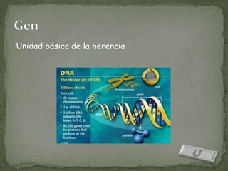 Unidad básica de la herencia
 