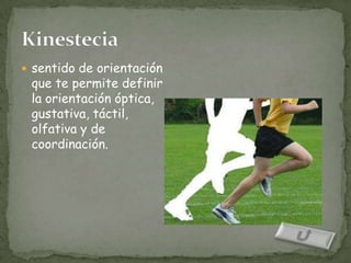  sentido de orientación
 que te permite definir
 la orientación óptica,
 gustativa, táctil,
 olfativa y de
 coordinación.
 