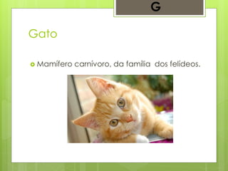 Gato
 Mamífero carnívoro, da família dos felídeos.
G
 