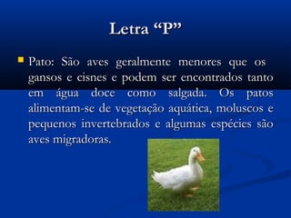 Letra “P”
   Pato: São aves geralmente menores que os
    gansos e cisnes e podem ser encontrados tanto
    em água doce como salgada. Os patos
    alimentam-se de vegetação aquática, moluscos e
    pequenos invertebrados e algumas espécies são
    aves migradoras.
 
