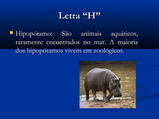Letra “H”
   Hipopótamo: São animais aquáticos,
    raramente encontrados no mar. A maioria
    dos hipopótamos vivem em zoológicos.
 