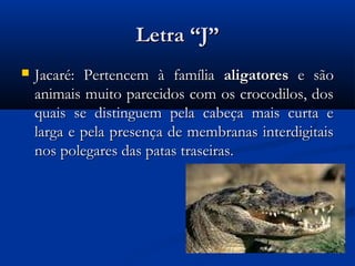 Letra “J”
   Jacaré: Pertencem à família aligatores e são
    animais muito parecidos com os crocodilos, dos
    quais se distinguem pela cabeça mais curta e
    larga e pela presença de membranas interdigitais
    nos polegares das patas traseiras.
 