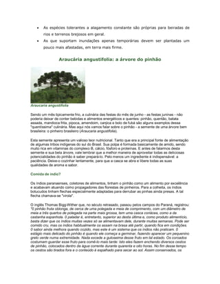 •   As espécies tolerantes a alagamento constante são próprias para beiradas de
        rios e terrenos brejosos em geral.
    •   As que suportam inundações apenas temporárias devem ser plantadas um
        pouco mais afastadas, em terra mais firme.


                 Araucária angustifolia: a árvore do pinhão




Araucaria angustifolia

Sendo um mês tipicamente frio, a culinária das festas do mês de junho - as festas juninas - não
poderia deixar de conter bebidas e alimentos energéticos e quentes: pinhão, quentão, batata
assada, mandioca frita, pipoca, amendoim, canjica e bolo de fubá são alguns exemplos dessa
"quentíssima" culinária. Mas aqui nós vamos falar sobre o pinhão - a semente de uma árvore bem
brasileira: o pinheiro brasileiro (Araucaria angustifolia).

Esta semente apresenta um valioso teor nutricional. Tanto que era a principal fonte de alimentação
de algumas tribos indígenas do sul do Brasil. Sua polpa é formada basicamente de amido, sendo
muito rica em vitaminas do complexo B, cálcio, fósforo e proteínas. E antes de falarmos desta
semente e sua bela árvore, vale lembrar que a melhor maneira de aproveitar todas as deliciosas
potencialidades do pinhão é saber prepará-lo. Pelo menos um ingrediente é indispensável: a
paciência. Deixe-o cozinhar lentamente, para que a casca se abra e libere todas as suas
qualidades de aroma e sabor.

Comida de índio?

Os índios paranaenses, coletores de alimentos, tinham o pinhão como um alimento por excelência
e acabavam atuando como propagadores das florestas de pinheiros. Para a colheita, os índios
botucudos tinham flechas especialmente adaptadas para derrubar as pinhas ainda presas. A tal
flecha chamava-se "virola".

O inglês Thomas Bigg-Wither que, no século retrasado, passou pelos campos do Paraná, registrou:
"0 pinhão fruta oblonga, de cerca de uma polegada e meia de comprimento, com um diâmetro de
meia a três quartos de polegada na parte mais grossa, tem uma casca coriácea, como a da
castanha espanhola. 0 paladar é, entretanto, superior ao desta última e, como produto alimentício,
basta dizer que os índios muitas vezes só se alimentavam dele, durante muitas semanas. Pode ser
comido cru, mas os índios habitualmente os assam na brasa até partir, quando fica em condições.
0 sabor ainda melhora quando cozido, mas este é um sistema que os índios não praticam. 0
estágio mais delicado do pinhão é quando ele começa a germinar, fazendo aparecer um pequenino
grelo verde numa extremidade. Nada excede a guloseima desse fruto em tal estado. Os coroados
costumam guardar esse fruto para comê-lo mais tarde: Isto eles fazem enchendo diversos cestos
de pinhão, colocados dentro da água corrente durante quarenta e oito horas. No fim desse tempo
os cestos são tirados fora e o conteúdo é espalhado para secar ao sol. Assim conservados, os
 