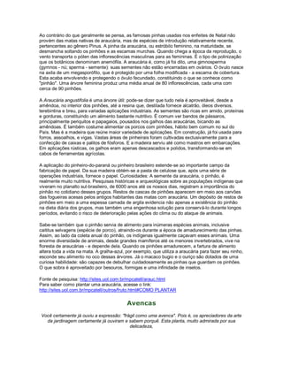 Ao contrário do que geralmente se pensa, as famosas pinhas usadas nos enfeites de Natal não
provém das matas nativas de araucária, mas de espécies de introdução relativamente recente,
pertencentes ao gênero Pinus. A pinha da araucária, ou estróbilo feminino, na maturidade, se
desmancha soltando os pinhões e as escamas murchas. Quando chega a época da reprodução, o
vento transporta o pólen das inflorescências masculinas para as femininas. É o tipo de polinização
que os botânicos denominam anemófila. A araucária é, como já foi dito, uma gimnosperma
(gymnos - nú; sperma - semente): suas sementes não estão encerradas em ovários. O óvulo nasce
na axila de um megasporófilo, que é protegido por uma folha modificada - a escama de cobertura.
Esta acaba envolvendo e protegendo o óvulo fecundado, constituindo o que se conhece como
"pinhão". Uma árvore feminina produz uma média anual de 80 inflorescências, cada uma com
cerca de 90 pinhões.

A Araucária angustifolia é uma árvore útil: pode-se dizer que tudo nela é aproveitável, desde a
amêndoa, no interior dos pinhões, até a resina que, destilada fornece alcatrão, óleos diversos,
terebintina e breu, para variadas aplicações industriais. As sementes são ricas em amido, proteínas
e gorduras, constituindo um alimento bastante nutritivo. É comum ver bandos de pássaros,
principalmente periquitos e papagaios, pousados nos galhos das araucárias, bicando as
amêndoas. É também costume alimentar os porcos com pinhões, hábito bem comum no sul do
País. Mas é a madeira que reúne maior variedade de aplicações. Em construção, já foi usada para
forros, assoalhos, e vigas. Vastas áreas de pinheirais foram cultivadas exclusivamente para a
confecção de caixas e palitos de fósforos. E a madeira serviu até como mastros em embarcações.
Em aplicações rústicas, os galhos eram apenas descascados e polidos, transformando-se em
cabos de ferramentas agrícolas.

A aplicação do pinheiro-do-paraná ou pinheiro brasileiro estende-se ao importante campo da
fabricação de papel. Da sua madeira obtém-se a pasta de celulose que, após uma série de
operações industriais, fornece o papel. Curiosidades: A semente da araucária, o pinhão, é
realmente muito nutritiva. Pesquisas históricas e arqueológicas sobre as populações indígenas que
viveram no planalto sul-brasileiro, de 6000 anos até os nossos dias, registram a importância do
pinhão no cotidiano desses grupos. Restos de cascas de pinhões aparecem em meio aos carvões
das fogueiras acesas pelos antigos habitantes das matas com araucária. Um depósito de restos de
pinhões em meio a uma espessa camada de argila evidencia não apenas a existência do pinhão
na dieta diária dos grupos, mas também uma engenhosa solução para conservá-lo durante longos
períodos, evitando o risco de deterioração pelas ações do clima ou do ataque de animais.

Sabe-se também que o pinhão servia de alimento para inúmeras espécies animais, inclusive
caititus selvagens (espécie de porco), atraindo-os durante a época de amadurecimento das pinhas.
Assim, ao lado da coleta anual do pinhão, os indígenas igualmente caçavam esses animais. Uma
enorme diversidade de animais, desde grandes mamíferos até os menores invertebrados, vive na
floresta de araucárias - e depende dela. Quando os pinhões amadurecem, a fartura de alimento
altera toda a vida na mata. A gralha-azul, por exemplo, que utiliza a araucária para fazer seu ninho,
esconde seu alimento no oco dessas árvores. Já o macaco bugio e o ouriço são dotados de uma
curiosa habilidade: são capazes de debulhar cuidadosamente as pinhas que guardam os pinhões.
O que sobra é aproveitado por besouros, formigas e uma infinidade de insetos.

Fonte de pesquisa: http://sites.uol.com.br/mpcatell/arauc.html
Para saber como plantar uma araucária, acesse o link:
http://sites.uol.com.br/mpcatell/outros/fruto.html#COMO PLANTAR

                                           Avencas
Você certamente já ouviu a expressão: "frágil como uma avenca". Pois é, os apreciadores da arte
  da jardinagem certamente já ouviram e sabem porquê. Esta planta, muito admirada por sua
                                          delicadeza,
 