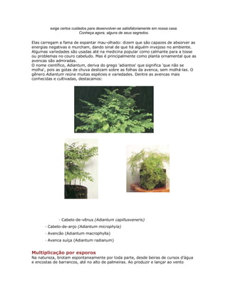 exige certos cuidados para desenvolver-se satisfatoriamente em nossa casa.
                          Conheça agora, alguns de seus segredos.

Elas carregam a fama de espantar mau-olhado: dizem que são capazes de absorver as
energias negativas e murcham, dando sinal de que há alguém invejoso no ambiente.
Algumas variedades são usadas até na medicina popular como calmante para a tosse
ou problemas no couro cabeludo. Mas é principalmente como planta ornamental que as
avencas são admiradas.
O nome científico, Adiantum, deriva do grego 'adiantos' que significa 'que não se
molha', pois as gotas de chuva deslizam sobre as folhas da avenca, sem molhá-las. O
gênero Adiantum reúne muitas espécies e variedades. Dentre as avencas mais
conhecidas e cultivadas, destacamos:




             · Cabelo-de-vênus (Adiantum capillusveneris)
      · Cabelo-de-anjo (Adiantum microphyla)
      · Avencão (Adiantum macrophylla)
      · Avenca suíça (Adiantum radianum)


Multiplicação por esporos
Na natureza, brotam espontaneamente por toda parte, desde beiras de cursos d'água
e encostas de barrancos, até no alto de palmeiras. Ao produzir e lançar ao vento
 