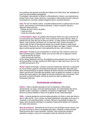 nos canteiros das grandes avenidas de cidades como São Paulo, tão castigada do
ponto de vista ecológico-paisagístico.
A variedade mais popular no Brasil é a Rhododendron indicum, que originalmente
produz flores roxas, rosas e brancas, mas graças à intervenção humana, pode ser
encontrada em inúmeras matizes chegando até ao vermelho brilhante.

Solo: Por ser um arbusto rústico, a azaléia adapta-se bem a qualquer tipo de solo,
porém, para produza uma florada exuberante, o ideal é cultivá-la usando a
seguinte mistura de solo:
· 2 partes de terra comum de jardim
· 1 parte de areia
· 1 parte de composto orgânico

Luminosidade e regas: As azaléias não florescem dentro de casa e precisam de
luz solar plena para crescerem bem. Para mantê-las em áreas internas, deixe as
plantas fora de casa até que as flores se abram, aí então podem ser levadas para
dentro, mas é preciso que fiquem em um local bem claro, próximo à janela. O
cultivo pode ser feito à meia-sombra desde que a planta receba luz solar direta
pelo menos 4 horas por dia. Evite o excesso de água nas regas: o ideal é fornecer
água à planta apenas quando o solo apresentar-se seco, sem encharcar.

Adubação: Floradas pouco exuberantes ou brotos que não crescem é sinal que
falta nutrientes para a azaléia. Adube uma vez por mês com a seguinte mistura:
· 1 parte de farinha de ossos
· 1 parte de torta de mamona
Se for utilizar fertilizante químico, dê preferência para aqueles ricos em fósforo (o P
da fórmula NPK). Ou seja, escolha um NPK onde o P seja maior que o N e o K. Ex:
um NPK de fórmula 4-12-4.

Podas: Depois da floração, a poda é uma boa medida para estimular o surgimento
de novos brotos e garantir uma próxima florada bem exuberante. Aproveite para
fazer uma boa limpeza na planta, retirando as flores murchas e as folhas amarelas.
Assim que terminar a floração das azaléias, retire os galhos em excesso e corte as
pontas dos outros galhos, até chegar ao formato e tamanho que você quiser. Para
aumentar a próxima floração, elimine as pontas de todos os galhos que
floresceram este ano.

                         Controlando problemas:
Galhas - folhas e pétalas atacadas tornam-se espessas e deformadas
apresentando, às vezes, manchas esbranquiçadas. As extremidades dos ramos
também podem manifestar o problema, tornando-se "esgalhadas". Controle:
Elimine as partes afetadas e utilize um fungicida do tipo Calda Bordalesa.

Oídio - A planta apresenta manchas esbranquiçadas na frente e verso das folhas e
até no cálice da flor. Com o tempo, as folhas apresentam coloração cinza escuro e
começam a cair prematuramente. Controle: Reduza a quantidade de água nas
regas, isole as plantas atacadas ou suspeitas e faça pulverizações com fungicida
em casos mais severos.

Seca de ponteiros - Apresenta-se na forma de uma podridão marrom escura, que
se inicia na ponta do ramo e se espalha para baixo, atingindo a haste principal.
Pode provocar até a morte da planta. Controle: Faça a poda dos ponteiros
atacados e proteja o corte com uma pasta à base de oxicloreto de cobre.
 