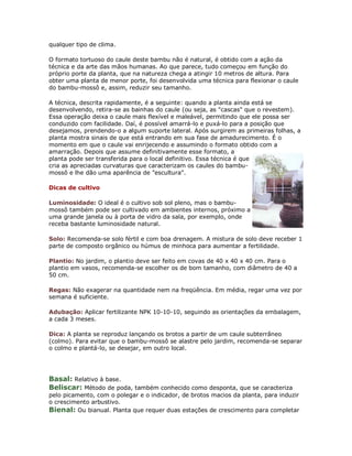 qualquer tipo de clima.

O formato tortuoso do caule deste bambu não é natural, é obtido com a ação da
técnica e da arte das mãos humanas. Ao que parece, tudo começou em função do
próprio porte da planta, que na natureza chega a atingir 10 metros de altura. Para
obter uma planta de menor porte, foi desenvolvida uma técnica para flexionar o caule
do bambu-mossô e, assim, reduzir seu tamanho.

A técnica, descrita rapidamente, é a seguinte: quando a planta ainda está se
desenvolvendo, retira-se as bainhas do caule (ou seja, as "cascas" que o revestem).
Essa operação deixa o caule mais flexível e maleável, permitindo que ele possa ser
conduzido com facilidade. Daí, é possível amarrá-lo e puxá-lo para a posição que
desejamos, prendendo-o a algum suporte lateral. Após surgirem as primeiras folhas, a
planta mostra sinais de que está entrando em sua fase de amadurecimento. É o
momento em que o caule vai enrijecendo e assumindo o formato obtido com a
amarração. Depois que assume definitivamente esse formato, a
planta pode ser transferida para o local definitivo. Essa técnica é que
cria as apreciadas curvaturas que caracterizam os caules do bambu-
mossô e lhe dão uma aparência de "escultura".

Dicas de cultivo

Luminosidade: O ideal é o cultivo sob sol pleno, mas o bambu-
mossô também pode ser cultivado em ambientes internos, próximo a
uma grande janela ou à porta de vidro da sala, por exemplo, onde
receba bastante luminosidade natural.

Solo: Recomenda-se solo fértil e com boa drenagem. A mistura de solo deve receber 1
parte de composto orgânico ou húmus de minhoca para aumentar a fertilidade.

Plantio: No jardim, o plantio deve ser feito em covas de 40 x 40 x 40 cm. Para o
plantio em vasos, recomenda-se escolher os de bom tamanho, com diâmetro de 40 a
50 cm.

Regas: Não exagerar na quantidade nem na freqüência. Em média, regar uma vez por
semana é suficiente.

Adubação: Aplicar fertilizante NPK 10-10-10, seguindo as orientações da embalagem,
a cada 3 meses.

Dica: A planta se reproduz lançando os brotos a partir de um caule subterrâneo
(colmo). Para evitar que o bambu-mossô se alastre pelo jardim, recomenda-se separar
o colmo e plantá-lo, se desejar, em outro local.




Basal: Relativo à base.
Beliscar: Método de poda, também conhecido como desponta, que se caracteriza
pelo picamento, com o polegar e o indicador, de brotos macios da planta, para induzir
o crescimento arbustivo.
Bienal: Ou bianual. Planta que requer duas estações de crescimento para completar
 