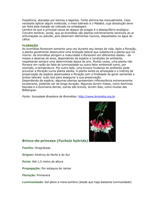 freqüência, atacadas por lesmas e lagartas. Tente elimina-las manualmente. Caso
necessite aplicar algum inseticida, o mais tolerado é o Malatol, cuja dissolução deve
ser feita pela metade do indicado na embalagem.
Lembre-se que a principal causa do ataque de pragas é o desequilíbrio ecológico.
Convém lembrar, ainda, que as bromélias são plantas extremamente sensíveis ao ar
enfumaçado ou poluído, pois absorvem elementos nocivos, depositados na água do
cálice.

FLORAÇÃO
As bromélias florescem somente uma vez durante seu tempo de vida. Após a floração,
a planta geralmente desenvolve uma brotação lateral que substituirá a planta que irá
morrer. As bromélias atingem a maturidade e florescem em diferentes idades - de
meses a dezenas de anos, dependendo da espécie e condições do ambiente,
respeitando sempre uma determinada época do ano. Muitas vezes, uma planta não
floresce em razão da falta de luminosidade ou outro fator ambiental como, por
exemplo, a temperatura. Por outro lado, uma brusca mudança do ambiente pode
provocar a floração numa planta adulta. A planta sente-se ameaçada e o instinto de
preservação da espécie desencadeia a floração com a finalidade de gerar sementes e
brotos laterais: tudo isso para assegurar a sua preservação.
Dependendo da espécie, algumas plantas apresentam inflorescência extremamente
exuberante, podendo ser de longa duração. Algumas duram meses, como Aechmea
fasciata e a Guzmania denise, outras são breves, duram dias, como muitas das
Billbergias.

Fonte: Sociedade Brasileira de Bromélias: http://www.bromelia.org.br




Brinco-de-princesa (Fuchsia hybrida)

Família: Onagráceas

Origem: América do Norte e do Sul

Porte: Até 1,5 metro de altura

Propagação: Por estaquia de ramos

Floração: Primavera

Luminosidade: Sol pleno e meia-sombra (desde que haja bastante luminosidade)
 