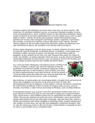 Opuntia bigelowii. Eng.


Animais e plantas são adaptados aos locais onde vivem pois, de outra maneira, não
resistiriam. Os cientistas acreditam que por um processo chamado evolução, os seres
vivos se diversificaram e, assim, puderam ocupar os mais diferentes ambientes. Alguns
grupos de plantas se tornaram especialistas em viver nas regiões secas, entre os quais
estão os cactos – plantas da Família das Cactáceas. Mesmo atravessando longos
períodos sem chuvas, eles conseguem permanecer verdes e vigorosos. Suas formas
são variadas, a maioria tem espinhos e alguns dão flores muito vistosas, atraindo
insetos, pássaros e até morcegos! Quanto aos tamanhos, podem ser pequenos (com
dois centímetros de altura, por exemplo) ou ter até dez metros de altura.

Embora sejam adaptados à vida em áreas secas, no Brasil, podemos encontrar cactos
em diversos tipos de ambientes. No Nordeste temos o mandacaru, uma espécie que
simboliza a região. Ao longo do litoral, nas restingas, os cactos fazem parte da
paisagem, já que resistem ao sol forte e ao calor excessivo das areias nos meses de
verão. Há, também, os cactos chamados 'flores-de-maio', que são cactos ornamentais
encontrados facilmente em floriculturas e que, na natureza, ocorrem em florestas que
vão do estado de Santa Catarina até o estado do Espírito Santo.

Já o 'coroa-de-frade' (Melocactus macrodiscus) ocorre do México até
o Peru e, também, no Brasil. Seu nome foi inspirado no fato de
apresentar uma estrutura rosada, formada por pequenas cerdas e
minúsculos espinhos, no alto da planta, como se fosse uma coroa.
De dentro dessa estrutura é que saem as flores. No Rio de Janeiro, o
'coroa-de-frade' quase não existe mais por causa da destruição dos
ambientes onde ele costuma ocorrer, como as restingas.

Nas Américas, os cactos podem ser encontrados desde o Canadá (norte da América do
Norte) até a Patagônia (no extremo sul da América do Sul). Ao todo, são
aproximadamente duas mil espécies, vivendo desde o nível do mar até em montanhas
de 4.500 metros de altitude. Enfim, há cactos em lugares onde cai neve, como no
Canadá e nos Andes, e sobre troncos de árvores de florestas, como na Mata Atlântica.

É interessante destacar que os locais muito frios apresentam também clima seco e a
água disponível na forma de gelo ou neve não está no estado que a planta necessita.
Logo, nesses locais o cacto também precisa ser um especialista em driblar a sede para
resistir. No caso das espécies de cactos que vivem nas florestas, vale a pena lembrar
aquela velha história de que em toda regra há exceção. Isso quer dizer que, embora a
família das Cactáceas seja melhor adaptada a ambientes áridos, existem espécies que
não resistem à muita seca e por isso são mais adaptadas a ambientes florestais. Mas,
no caso dos cactos que vivem no alto das árvores, existe também a exposição ao sol e
ao vento, o que também torna o ambiente hostil.
 