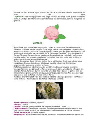 mistura de solo absorve água quando se coloca o vaso em contato direto com um
prato                                     com                                   água.
Capítulo: Tipo de espiga com eixo largo e curto, as flores ficam quase no mesmo
plano. É um tipo de inflorescência característico das Compostas, como a margarida e o
girassol.




                       Camélia

A camélia é uma planta bonita por várias razões: é um arbusto formado por uma
folhagem brilhante que se mantém firme o ano todo e, nos meses que correspondem
ao outono e inverno, cobre-se de uma floração espetacular. As flores, exuberantes, até
serviram de inspiração para a criação de “A Dama das Camélias”, livro de Alexandre
Dumas Filho que foi reproduzido no cinema. Dependendo da variedade, as flores da
camélia podem ser brancas, rosadas ou vermelhas e servem tanto para enfeitar o
jardim como decorar ambientes internos.
Dentro de casa, as flores colhidas podem durar vários dias, desde que não se toque
nas pétalas. Quando tocadas, as pétalas da camélia cobrem-se de manchas
amarronzadas que comprometem o visual.
As folhas, resistentes e brilhantes, são também muito decorativas e excelente
acompanhamento até para outras flores, funcionando como uma bonita folhagem em
arranjos florais. Para que durem bastante, uma boa dica é deixar os galhos com as
folhas imersos profundamente em água, durante poucos minutos. Mas atenção: faça
isso apenas com as folhas e nunca com as flores.
A arte de criar arranjos florais associados à filosofia e tradição japonesa - conhecida
como Ikebana - faz muito uso das folhas e flores da camélia.




Nome científico: Camellia japonica
Família: Teáceas
Origem: Asiática, principalmente das regiões do Japão e Coréia
Características: Arbusto que conserva sua folhagem sempre-verde durante o ano
todo. Produz flores isoladas, de incrível beleza nas cores branca, rosa e vermelha.
Época de floração: outono e inverno
Reprodução: A camélia reproduz-se por sementes, estacas retiradas das pontas dos
 