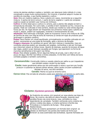 ramos de plantas adultas e sadias e, também, por alporquia (este método é o mais
complicado e exige muito conhecimento). Em viveiros, é possível adquirir mudas de
camélia já crescidas, o que facilita bastante o cultivo.
Solo: Rico em matéria orgânica. Para o plantio em vasos, recomenda-se a seguinte
mistura: 2 partes de terra comum, 1 parte de terra vegetal e 1 parte de composto
orgânico (pode-se também usar húmus de minhoca).
Cultivo: O clima ideal para o cultivo é o ameno, pois a planta não adapta-se bem a
temperaturas elevadas. Por outro lado, a camélia é bem resistente ao frio, inclusive às
geadas. Pode ser cultivada à meia-sombra, desde que receba luz solar direta algumas
horas por dia. As regas devem ser freqüentes nos primeiros meses após o plantio da
muda e, depois, podem ser espaçadas, evitando o encharcamento do solo.
Adubação: Para estimular a floração, pode-se incorporar à terra uma mistura de 100g
de farinha de osso com 50g de torta de mamona (à venda em lojas de produtos para
jardinagem e gardens centers).
Podas: Para manter um visual equilibrado, principalmente na camélia cultivada em um
jardim, recomenda-se uma poda de formação, após o término da floração.
Pragas e doenças: As camélias em geral; são bem rústicas e resistentes, mas em
condições adversas podem ser atacadas por pulgões, cochonilhas e até por formigas
que costumam atacar as folhas novas. Quanto às doenças, quando há excesso de água
das regas, podem surgir doenças causadas por fungos, que aparecem na forma de
manchas semelhantes à ferrugem nas folhas.
Dicas: Para afastar pulgões, ferver algumas folhas de arruda, coar e diluir em um
pouco de água. Borrifar nas folhas e brotos atacados. O chá feito com folhas de losna
combate pulgões e também cochonilhas.

 Caramanchão: Construção rústica e vazada coberta por palha ou por trepadeiras
                       que também podem recobrí-la dos lados.
 Caule: Haste geralmente aérea que dá continuação à raízes e que tem por função
  produzir e sustentar as demais partes aéreas; pelos caules circulam substâncias
                        diluídas na seiva, nos dois sentidos.
                    Cavalo: Planta na qual se enxerta outra.
Cerca-viva: Fila cerrada de arbustos usada para delimitar um terreno ou parte dele.




             Ciclame (Cyclamen persicum)

                    No finalzinho do outono, já é possível ver essa planta nas lojas de
                    flores. No inverno, ela está em plena floração, expondo seus
                    pendões florais nas cores branca, rosa, vermelha ou roxa;
                    dependendo da variedade. Também conhecido como ciclame-da-
                    pérsia e violeta-dos-alpes, o ciclame pertence à família das
                    Primulácas e é originário da Europa - Ilhas gregas e
                    Mediterrâneas.
                    As flores do ciclame apresentam um formato bem original: as
                    pétalas se distribuem nas pontas das hastes de forma que
                    lembram as asas acetinadas das borboletas. Quando fechadas em
 