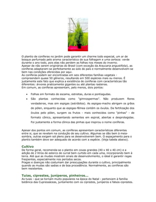 O plantio de coníferas no jardim pode garantir um charme todo especial, um ar de
bosque perfumado pelo aroma característico de sua folhagem e uma certeza: verde
durante o ano todo, pois elas não perdem as folhas nos meses do inverno.
Apesar de não serem originárias do Brasil (com exceção da Araucaria angustifolia), as
coníferas adaptaram-se perfeitamente ao solo do país e normalmente desenvolvem-se
bem nas condições oferecidas por aqui.
As coníferas podem ser encontradas em seis diferentes famílias vegetais -
compreendem quase 50 gêneros, resultando em 500 espécies mais ou menos. É
justamente este fato que explica a existência de coníferas com características tão
diferentes: árvores praticamente gigantes ou até plantas rasteiras.
Em comum, as coníferas apresentam, pelo menos, dois pontos:

   •   Folhas em formato de escama, estreitas, duras e pontiagudas.
   •   São   plantas   conhecidas   como   "gimnospermas".    Não     produzem   flores
       verdadeiras, mas sim espigas (estróbilos). As espigas-macho abrigam os grãos
       de pólen, enquanto que as espigas-fêmea contém os óvulos. Da fertilização dos
       óvulos pelo pólen, surgem os frutos - mais conhecidos como "pinhas" - de
       formato cônico, apresentando sementes em espiral, abertas e desprotegidas.
       Foi justamente a forma cônica das pinhas que inspirou o nome coníferas.


Apesar dos pontos em comum, as coníferas apresentam características diferentes
entre si, que se revelam na condução de seu cultivo. Algumas se dão bem à meia-
sombra, outras exigem sol pleno para se desenvolverem bem. O espaçamento para o
plantio também deve ser adequado de acordo com a espécie. (Veja tabela abaixo).

Cultivo
De forma geral, recomenda-se o plantio em covas grandes (40 x 40 x 40 cm) e a
adição de 2 litros de esterco de curral bem curtido em cada uma, incorporando bem à
terra. Até que as mudas mostrem sinais de desenvolvimento, o ideal é garantir regas
freqüentes, especialmente nos períodos secos.
Pragas e doenças não costumam dar preocupações durante o cultivo, principalmente
quando as mudas são sadias e de boa procedência. Normalmente, as coníferas são
bem resistentes.

Tuias, ciprestes, juníperos, pinheiros...
As tuias - que se tornam muito populares na época do Natal - pertencem à família
botânica das Cupressáceas, juntamente com os ciprestes, juníperos e falsos-ciprestes.
 