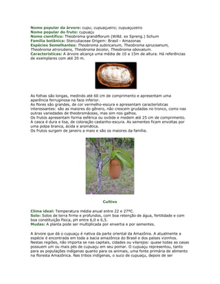 Nome popular da árvore: cupu; cupuaçueiro; cupuaçuzeiro
Nome popular do fruto: cupuaçu
Nome científico: Theobroma grandiflorum (Willd. ex Spreng.) Schum
Família botânica: Sterculiaceae Origem: Brasil - Amazonas
Espécies Semelhantes: Theobroma subincanum, Theobroma spruceanum,
Theobroma atrorubens, Theobroma bicolor, Theobroma obovatum.
Características: A árvore alcança uma média de 10 a 15m de altura. Há referências
de exemplares com até 20 m.




As folhas são longas, medindo até 60 cm de comprimento e apresentam uma
aparência ferruginosa na face inferior.
As flores são grandes, de cor vermelho-escura e apresentam características
interessantes: são as maiores do gênero, não crescem grudadas no tronco, como nas
outras variedades de theobromáceas, mas sim nos galhos.
Os frutos apresentam forma esférica ou ovóide e medem até 25 cm de comprimento.
A casca é dura e lisa, de coloração castanho-escura. As sementes ficam envoltas por
uma polpa branca, ácida e aromática.
Os frutos surgem de janeiro a maio e são os maiores da família.




                                       Cultivo

Clima ideal: Temperatura média anual entre 22 e 27ºC.
Solo: Solos de terra firme e profundos, com boa retenção de água, fertilidade e com
boa constituição física, pH entre 6,0 e 6,5.
Mudas: A planta pode ser multiplicada por enxertia e por sementes.

A árvore que dá o cupuaçu é nativa da parte oriental da Amazônia. A atualmente a
espécie é encontrada em toda a bacia amazônica do Brasil e dos países vizinhos.
Nestas regiões, não importa se nas capitais, cidades ou vilarejos: quase todas as casas
possuem um ou mais pés de cupuaçu em seu pomar. O cupuaçu representou, tanto
para as populações indígenas quanto para os animais, uma fonte primária de alimento
na floresta Amazônica. Nas tribos indígenas, o suco de cupuaçu, depois de ser
 