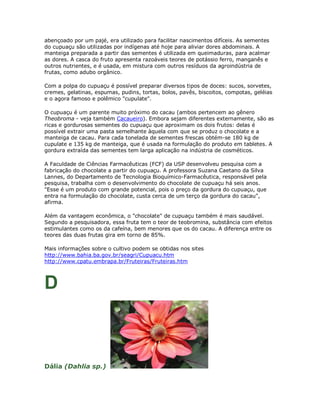 abençoado por um pajé, era utilizado para facilitar nascimentos difíceis. As sementes
do cupuaçu são utilizadas por indígenas até hoje para aliviar dores abdominais. A
manteiga preparada a partir das sementes é utilizada em queimaduras, para acalmar
as dores. A casca do fruto apresenta razoáveis teores de potássio ferro, manganês e
outros nutrientes, e é usada, em mistura com outros resíduos da agroindústria de
frutas, como adubo orgânico.

Com a polpa do cupuaçu é possível preparar diversos tipos de doces: sucos, sorvetes,
cremes, gelatinas, espumas, pudins, tortas, bolos, pavês, biscoitos, compotas, geléias
e o agora famoso e polêmico "cupulate".

O cupuaçu é um parente muito próximo do cacau (ambos pertencem ao gênero
Theobroma - veja também Cacaueiro). Embora sejam diferentes externamente, são as
ricas e gordurosas sementes do cupuaçu que aproximam os dois frutos: delas é
possível extrair uma pasta semelhante àquela com que se produz o chocolate e a
manteiga de cacau. Para cada tonelada de sementes frescas obtém-se 180 kg de
cupulate e 135 kg de manteiga, que é usada na formulação do produto em tabletes. A
gordura extraída das sementes tem larga aplicação na indústria de cosméticos.

A Faculdade de Ciências Farmacêuticas (FCF) da USP desenvolveu pesquisa com a
fabricação do chocolate a partir do cupuaçu. A professora Suzana Caetano da Silva
Lannes, do Departamento de Tecnologia Bioquímico-Farmacêutica, responsável pela
pesquisa, trabalha com o desenvolvimento do chocolate de cupuaçu há seis anos.
"Esse é um produto com grande potencial, pois o preço da gordura do cupuaçu, que
entra na formulação do chocolate, custa cerca de um terço da gordura do cacau",
afirma.

Além da vantagem econômica, o "chocolate" de cupuaçu também é mais saudável.
Segundo a pesquisadora, essa fruta tem o teor de teobromina, substância com efeitos
estimulantes como os da cafeína, bem menores que os do cacau. A diferença entre os
teores das duas frutas gira em torno de 85%.

Mais informações sobre o cultivo podem se obtidas nos sites
http://www.bahia.ba.gov.br/seagri/Cupuacu.htm
http://www.cpatu.embrapa.br/Fruteiras/Fruteiras.htm



D



Dália (Dahlia sp.)
 