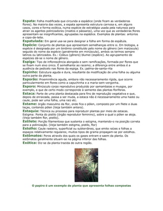 Espata: Folha modificada que circunda a espádice (onde ficam as verdadeiras
flores). Na maioria das vezes, a espata apresenta estrutura carnosa e, em alguns
casos, cores e forma exótica, numa espécie de estratégia usada pela natureza para
atrair os agentes polinizadores (insetos e pássaros), uma vez que as verdadeiras flores
apresentam-se insignificantes, agrupadas na espádice. Exemplos de plantas: antúrios
e copo-de-leite.
Espatulada: Em geral usa-se para designar a folha em forma de espátula.
Espécie: Conjunto de plantas que apresentam semelhanças entre si. Em biologia, a
espécie é designada por um binômio constituído pelo nome do gênero (em maiúscula)
seguido do nome da espécie (geralmente em minúscula), ambos os termos sempre
latinos ou latinizados. Ex.: Coleus (gênero) blumei (espécie). Ao agrupamento de
espécies dá-se o nome de gênero.
Espiga: Tipo de inflorescência alongada e sem ramificações, formada por flores que
se fixam num eixo único. É semelhante ao racemo; a diferença entre ambos é a
ausência de pedicelo nas flores da espiga. Ex.:palma-de-santa-rita
Espinho: Estrutura aguda e dura, resultante da modificação de uma folha ou alguma
outra parte da planta.
Esporão: Proeminência aguda, embora não necessariamente rígida, que ocorre
particularmente em flores como a capuchinha e a maria-sem-vergonha.
Esporo: Minúsculo corpo reprodutivo produzido por samambaias e musgos, por
exemplo, e que de certo modo corresponde à semente das plantas floríferas.
Estaca: Parte de uma planta destacada para fins de reprodução vegetativa e que,
depois de enraizada, passa a ser muda, a estaca não é necessariamente uma haste ou
caule, pode ser uma folha, uma raiz etc.
Estame: örgão masculino da flor, onde fica o pólen, composto por um filete e duas
teças, contendo pólen (Veja também antera).
Estaquia: Técnica ou processo para reproduzir plantas por meio de estacas.
Estigma: Ponta do pistilo (órgão reprodutor feminino), sobre a qual o pólen se aloja.
(Veja também flor, pistilo).
Estilete: Porção filamentosa que sustenta o estigma, mantendo-o na posição correta
para a polinização. (Veja também estigma, pistilo, flor)
Estolho: Caule rasteiro, superficial ou subterrâneo, que emite raízes e folhas a
espaços relativamente regulares; muitos tipos de grama propagam-se por estolhos.
Estômatos: Poros através dos quais os gases entram e saem da planta. Os
estômatos geralmente situam-se na página inferior das folhas.
Exótica: Diz-se da planta trazida de outra região.




      O papiro é um exemplo de planta que apresenta folhas compostas
 