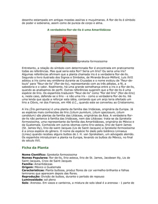 desenho estampado em antigas moedas assírias e muçulmanas. A flor-de-lis é símbolo
de poder e soberania, assim como de pureza de corpo e alma.

                    A verdadeira flor-de-lis é uma Amarilidácea




                                             Sprekelia formosissima

Entretanto, a relação do símbolo com determinada flor é encontrada em praticamente
todas as referências. Mas qual seria esta flor? Seria um lírio? Ou seria uma íris?
Algumas referências afirmam que a planta chamada íris é a verdadeira flor-de-lis.
Segundo o livro ilustrado dos Signos e Símbolos, de Miranda Bruce-Mitford, Luís XVII
adotou a íris como seu emblema durante as Cruzadas e o nome evoluiu de "fleur-de-
louis" para "fleur-de-lis" (flor-de-lis), representando com as três pétalas, a fé, a
sabedoria e o valor. Realmente, há uma grande semelhança entre a íris e a flor-de-lis,
quando as analisamos de perfil. Outras referências sugerem que a flor-de-lis é uma
espécie de lírio. Os espanhóis traduzem "fleur-de-lis" como "flor del lírio" (flor-de-lírio)
e, neste caso, defende-se o lírio - e não uma íris - como a verdadeira flor-de-lis. Há
uma lenda que ajuda a reforçar esta idéia, contando que um anjo teria ofertado um
lírio a Clóvis, rei dos Francos, em 496 d.C., quando este se converteu ao Cristianismo.

A íris (Íris germanica) é uma planta da família das Iridáceas, originária da Europa. Já
as espécies mais conhecidas de lírio (Lilium pumilum, Lilium speciosum, Lilium
candidum) são plantas da família das Liliáceas, originárias da Ásia. A verdadeira flor-
de-lis não pertence à família das Iridáceas, nem das Liliáceas: trata-se da Sprekelia
formosissima, uma representante da família das Amarilidáceas, originária do México e
da Guatemala. Conhecida em outros idiomas como lírio-asteca, lírio-de-Saint-James
(St. James lily), lírio-de-saint-Jacques (Lis de Saint-Jacques) a Sprekelia formosíssima
é a única espécie do gênero. O nome da espécie foi dado pelo botânico Linnaeus
(Lineu) quando recebeu alguns bulbos de J. H. van Sprekelsen, um advogado alemão.
Os espanhóis introduziram a planta na Europa, levando os bulbos do México, no final
do século XVI.

Ficha da Planta

Nome Científico: Sprekelia formosissima
Nomes Populares: flor-de-lis, lírio-asteca, lírio de St. James, Jacobean lily, Lis de
Saint-Jacques, Croix de Saint-Jacques
Família: Amarilidáceas
Origem: México e Guatemala
Características: Planta bulbosa, produz flores de cor vermelho-brilhante e folhas
laminares que aparecem depois das flores.
Reprodução: Divisão de bulbos, durante o período de repouso
Luminosidade: sol pleno
Solo: Arenoso. Em vasos e canteiros, a mistura de solo ideal é a arenosa - 1 parte de
 