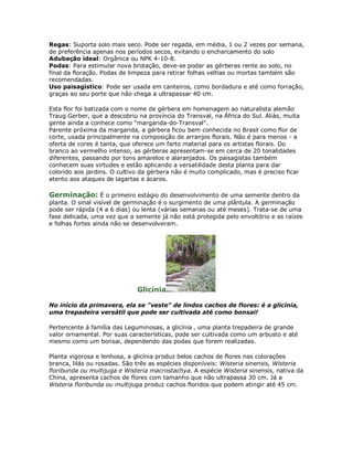 Regas: Suporta solo mais seco. Pode ser regada, em média, 1 ou 2 vezes por semana,
de preferência apenas nos períodos secos, evitando o encharcamento do solo
Adubação ideal: Orgânica ou NPK 4-10-8.
Podas: Para estimular nova brotação, deve-se podar as gérberas rente ao solo, no
final da floração. Podas de limpeza para retirar folhas velhas ou mortas também são
recomendadas.
Uso paisagístico: Pode ser usada em canteiros, como bordadura e até como forração,
graças ao seu porte que não chega a ultrapassar 40 cm.

Esta flor foi batizada com o nome de gérbera em homenagem ao naturalista alemão
Traug Gerber, que a descobriu na província do Transval, na África do Sul. Aliás, muita
gente ainda a conhece como “margarida-do-Transval".
Parente próxima da margarida, a gérbera ficou bem conhecida no Brasil como flor de
corte, usada principalmente na composição de arranjos florais. Não é para menos - a
oferta de cores é tanta, que oferece um farto material para os artistas florais. Do
branco ao vermelho intenso, as gérberas apresentam-se em cerca de 20 tonalidades
diferentes, passando por tons amarelos e alaranjados. Os paisagistas também
conhecem suas virtudes e estão aplicando a versatilidade desta planta para dar
colorido aos jardins. O cultivo da gérbera não é muito complicado, mas é preciso ficar
atento aos ataques de lagartas e ácaros.

Germinação: É o primeiro estágio do desenvolvimento de uma semente dentro da
planta. O sinal visível de germinação é o surgimento de uma plântula. A germinação
pode ser rápida (4 a 6 dias) ou lenta (várias semanas ou até meses). Trata-se de uma
fase delicada, uma vez que a semente já não está protegida pelo envoltório e as raízes
e folhas fortes ainda não se desenvolveram.




                              Glicínia

No início da primavera, ela se "veste" de lindos cachos de flores: é a glicínia,
uma trepadeira versátil que pode ser cultivada até como bonsai!

Pertencente à família das Leguminosas, a glicínia ‚ uma planta trepadeira de grande
valor ornamental. Por suas características, pode ser cultivada como um arbusto e até
mesmo como um bonsai, dependendo das podas que forem realizadas.

Planta vigorosa e lenhosa, a glicínia produz belos cachos de flores nas colorações
branca, lilás ou rosadas. São três as espécies disponíveis: Wisteria sinensis, Wisteria
floribunda ou multijuga e Wisteria macrostachya. A espécie Wisteria sinensis, nativa da
China, apresenta cachos de flores com tamanho que não ultrapassa 30 cm. Já a
Wisteria floribunda ou multijuga produz cachos floridos que podem atingir até 45 cm.
 
