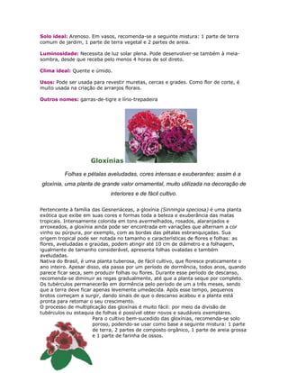 Solo ideal: Arenoso. Em vasos, recomenda-se a seguinte mistura: 1 parte de terra
comum de jardim, 1 parte de terra vegetal e 2 partes de areia.

Luminosidade: Necessita de luz solar plena. Pode desenvolver-se também à meia-
sombra, desde que receba pelo menos 4 horas de sol direto.

Clima ideal: Quente e úmido.

Usos: Pode ser usada para revestir muretas, cercas e grades. Como flor de corte, é
muito usada na criação de arranjos florais.

Outros nomes: garras-de-tigre e lírio-trepadeira




                     Gloxínias

          Folhas e pétalas aveludadas, cores intensas e exuberantes: assim é a
gloxínia, uma planta de grande valor ornamental, muito utilizada na decoração de
                             interiores e de fácil cultivo.

Pertencente à família das Gesneriáceas, a gloxínia (Sinningia speciosa) é uma planta
exótica que exibe em suas cores e formas toda a beleza e exuberância das matas
tropicais. Intensamente colorida em tons avermelhados, rosados, alaranjados e
arroxeados, a gloxínia ainda pode ser encontrada em variações que alternam a cor
vinho ou púrpura, por exemplo, com as bordas das pétalas esbranquiçadas. Sua
origem tropical pode ser notada no tamanho e características de flores e folhas: as
flores, aveludadas e graúdas, podem atingir até 10 cm de diâmetro e a folhagem,
igualmente de tamanho considerável, apresenta folhas ovaladas e também
aveludadas.
Nativa do Brasil, é uma planta tuberosa, de fácil cultivo, que floresce praticamente o
ano inteiro. Apesar disso, ela passa por um período de dormência, todos anos, quando
parece ficar seca, sem produzir folhas ou flores. Durante esse período de descanso,
recomenda-se diminuir as regas gradualmente, até que a planta seque por completo.
Os tubérculos permanecerão em dormência pelo período de um a três meses, sendo
que a terra deve ficar apenas levemente umedecida. Após esse tempo, pequenos
brotos começam a surgir, dando sinais de que o descanso acabou e a planta está
pronta para retomar o seu crescimento.
O processo de multiplicação das gloxínas é muito fácil: por meio da divisão de
tubérculos ou estaquia de folhas é possível obter novos e saudáveis exemplares.
                       Para o cultivo bem-sucedido das gloxínias, recomenda-se solo
                       poroso, podendo-se usar como base a seguinte mistura: 1 parte
                       de terra, 2 partes de composto orgânico, 1 parte de areia grossa
                       e 1 parte de farinha de ossos.
 
