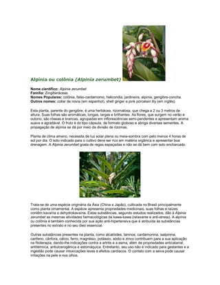 Alpínia ou colônia (Alpinia zerumbet)

Nome científico: Alpinia zerumbet
Família: Zingiberáceas
Nomes Populares: colônia, falso-cardamomo, helicondia, jardineira, alpínia, gengibre-concha.
Outros nomes: collar de novia (em espanhol), shell ginger e pink porcelain lily (em inglês).

Esta planta, parente do gengibre, é uma herbácea, rizomatosa, que chega a 2 ou 3 metros de
altura. Suas folhas são aromáticas, longas, largas e brilhantes. As flores, que surgem no verão e
outono, são róseas e brancas, agrupadas em inflorescências semi-pendentes e apresentam aroma
suave e agradável. O fruto é do tipo cápsula, de formato globoso e abriga diversas sementes. A
propagação de alpínia se dá por meio da divisão de rizomas.

Planta de clima ameno, necessita de luz solar plena ou meia-sombra com pelo menos 4 horas de
sol por dia. O solo indicado para o cultivo deve ser rico em matéria orgânica e apresentar boa
drenagem. A Alpinia zerumbet gosta de regas espaçadas e não se dá bem com solo encharcado.




Trata-se de uma espécie originária da Ásia (China e Japão), cultivada no Brasil principalmente
como planta ornamental. A espécie apresenta propriedades medicinais, suas folhas e raízes
contêm kavaína e dehydrokavaína. Estas substâncias, segundo estudos realizados, dão à Alpinia
zerumbet as mesmas atividades farmacológicas da kawa-kawa (relaxante e anti-stress). A alpínia
ou colônia é também conhecida por sua ação anti-hipertensiva que é atribuída às substâncias
presentes no extrato e no seu óleo essencial.

Outras substâncias presentes na planta, como alcalóides, taninos, cardamonina, isalpinina,
canfeno, cânfora, cálcio, ferro, magnésio, potássio, sódio e zinco contribuem para a sua aplicação
na fitoterapia, dando-lhe indicações contra a artrite e a asma, além de propriedades anticatarral,
antitérmica, antiulcerogênica e estomáquica. Entretanto, seu uso não é indicado para gestantes e a
ingestão pode causar intoxicações leves e efeitos cardíacos. O contato com a seiva pode causar
irritações na pele e nos olhos.
 
