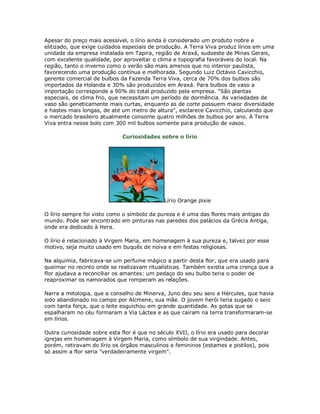 Apesar do preço mais acessível, o lírio ainda é considerado um produto nobre e
elitizado, que exige cuidados especiais de produção. A Terra Viva produz lírios em uma
unidade da empresa instalada em Tapira, região de Araxá, sudoeste de Minas Gerais,
com excelente qualidade, por aproveitar o clima e topografia favoráveis do local. Na
região, tanto o inverno como o verão são mais amenos que no interior paulista,
favorecendo uma produção contínua e melhorada. Segundo Luiz Octávio Cavicchio,
gerente comercial de bulbos da Fazenda Terra Viva, cerca de 70% dos bulbos são
importados da Holanda e 30% são produzidos em Araxá. Para bulbos de vaso a
importação corresponde a 90% do total produzido pela empresa. "São plantas
especiais, de clima frio, que necessitam um período de dormência. As variedades de
vaso são geneticamente mais curtas, enquanto as de corte possuem maior diversidade
e hastes mais longas, de até um metro de altura", esclarece Cavicchio, calculando que
o mercado brasileiro atualmente consome quatro milhões de bulbos por ano. A Terra
Viva entra nesse bolo com 300 mil bulbos somente para produção de vasos.

                             Curiosidades sobre o lírio




                                             Lírio Orange pixie

O lírio sempre foi visto como o símbolo da pureza e é uma das flores mais antigas do
mundo. Pode ser encontrado em pinturas nas paredes dos palácios da Grécia Antiga,
onde era dedicado à Hera.

O lírio é relacionado à Virgem Maria, em homenagem à sua pureza e, talvez por esse
motivo, seja muito usado em buquês de noiva e em festas religiosas.

Na alquimia, fabricava-se um perfume mágico a partir desta flor, que era usado para
queimar no recinto onde se realizavam ritualísticas. Também existia uma crença que a
flor ajudava a reconciliar os amantes: um pedaço do seu bulbo teria o poder de
reaproximar os namorados que romperam as relações.

Narra a mitologia, que a conselho de Minerva, Juno deu seu seio a Hércules, que havia
sido abandonado no campo por Alcmene, sua mãe. O jovem herói teria sugado o seio
com tanta força, que o leite esguichou em grande quantidade. As gotas que se
espalharam no céu formaram a Via Láctea e as que caíram na terra transformaram-se
em lírios.

Outra curiosidade sobre esta flor é que no século XVII, o lírio era usado para decorar
igrejas em homenagem à Virgem Maria, como símbolo de sua virgindade. Antes,
porém, retiravam do lírio os órgãos masculinos e femininos (estames e pistilos), pois
só assim a flor seria "verdadeiramente virgem".
 