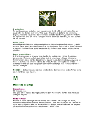 E o plantio...
No plantio, coloque os bulbos num espaçamento de 40 a 50 cm entre eles. Não se
deve cobri-los demais com terra. Uma leve e fina camada de terra é o suficiente.
Depois, pressione o substrato delicadamente ao redor dos bulbos, para firmá-lo bem.
Se o plantio for feito em vasos (com pelo menos 20 cm de diâmetro), dá para plantar
de 3 a 4 bulbos.

Como cuidar...
Evitar regas em demasia, pois podem provocar o apodrecimento dos bulbos. Quando
surgir a haste floral, recomenda-se aplicar um fertilizante líquido até as flores iniciarem
a abertura, lembrando de seguir as orientações do fabricante quanto à quantidade e
diluição.

Como se reproduz...
O lírio-do-amazonas se propaga pela divisão dos bulbos mais velhos. O processo
geralmente é feito no período que vai do final do inverno ao início da primavera.
Primeiro retira-se as plantas dos canteiros ou dos vasos. Com muito cuidado, deve-se
lavar os bulbos para remover a terra. Só então, faz-se a separação dos bulbos,
evitando quebrá-los, pois eles podem demorar muito tempo para se recuperarem e
iniciar a brotação.

Lobo(ó): Cada uma das projeções arredondadas da margem de certas folhas, como
as de hortênsia e da figueira.



M
Macerado de urtiga

Ingredientes:
11 litros de água
100 g de folhas frescas de urtiga (use luvas para manusear a planta, pois ela causa
irritações na pele).

Modo de fazer:
Misture as folhas de urtiga em um litro de água. Deixe a infusão agir por 3 dias,
mantendo-a em um local seco e à meia-sombra. Coe e dilua o extrato em 10 litros de
água. Este preparado pode ser armazenado por alguns dias (em local seco e arejado)
para pulverizações preventivas nas plantas a cada 15 dias.
 