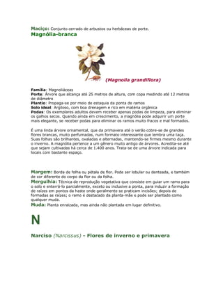 Maciço: Conjunto cerrado de arbustos ou herbáceas de porte.
Magnólia-branca




                                         (Magnolia grandiflora)

Família: Magnoliáceas
Porte: Árvore que alcança até 25 metros de altura, com copa medindo até 12 metros
de diâmetro
Plantio: Propaga-se por meio de estaquia da ponta de ramos
Solo ideal: Argiloso, com boa drenagem e rico em matéria orgânica
Podas: Os exemplares adultos devem receber apenas podas de limpeza, para eliminar
os galhos secos. Quando ainda em crescimento, a magnólia pode adquirir um porte
mais elegante, se receber podas para eliminar os ramos muito fracos e mal formados.

É uma linda árvore ornamental, que da primavera até o verão cobre-se de grandes
flores brancas, muito perfumadas, num formato interessante que lembra uma taça.
Suas folhas são brilhantes, ovaladas e alternadas, mantendo-se firmes mesmo durante
o inverno. A magnólia pertence a um gênero muito antigo de árvores. Acredita-se até
que sejam cultivadas há cerca de 1.400 anos. Trata-se de uma árvore indicada para
locais com bastante espaço.




Margem: Borda de folha ou pétala de flor. Pode ser lobular ou denteada, e também
de cor diferente do corpo da flor ou da folha.
Mergulhia: Técnica de reprodução vegetativa que consiste em guiar um ramo para
o solo e enterrá-lo parcialmente, exceto ou inclusive a ponta, para induzir a formação
de raízes em pontos da haste onde geralmente se praticam incisões; depois de
formadas as raízes; o ramo é destacado da planta-mãe e pode ser plantado como
qualquer muda.
Muda: Planta enraizada, mas ainda não plantada em lugar definitivo.



N
Narciso (Narcissus) - Flores de inverno e primavera
 