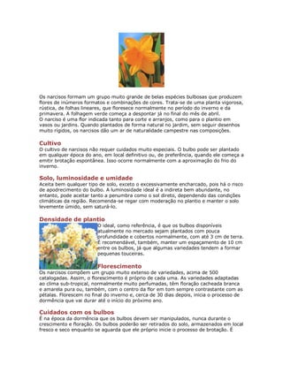 Os narcisos formam um grupo muito grande de belas espécies bulbosas que produzem
flores de inúmeros formatos e combinações de cores. Trata-se de uma planta vigorosa,
rústica, de folhas lineares, que floresece normalmente no período do inverno e da
primavera. A folhagem verde começa a despontar já no final do mês de abril.
O narciso é uma flor indicada tanto para corte e arranjos, como para o plantio em
vasos ou jardins. Quando plantados de forma natural no jardim, sem seguir desenhos
muito rígidos, os narcisos dão um ar de naturalidade campestre nas composições.

Cultivo
O cultivo de narcisos não requer cuidados muito especiais. O bulbo pode ser plantado
em qualquer época do ano, em local definitivo ou, de preferência, quando ele começa a
emitir brotação espontânea. Isso ocorre normalmente com a aproximação do frio do
inverno.

Solo, luminosidade e umidade
Aceita bem qualquer tipo de solo, exceto o excessivamente encharcado, pois há o risco
de apodrecimento do bulbo. A luminosidade ideal é a indireta bem abundante, no
entanto, pode aceitar tanto a penumbra como o sol direto, dependendo das condições
climáticas da região. Recomenda-se regar com moderação no plantio e manter o solo
levemente úmido, sem saturá-lo.

Densidade de plantio
                        O ideal, como referência, é que os bulbos disponíveis
                        atualmente no mercado sejam plantados com pouca
                        profundidade e cobertos normalmente, com até 3 cm de terra.
                        É recomendável, também, manter um espaçamento de 10 cm
                        entre os bulbos, já que algumas variedades tendem a formar
                        pequenas touceiras.

                        Florescimento
Os narcisos compõem um grupo muito extenso de variedades, acima de 500
catalogadas. Assim, o florescimento é próprio de cada uma. As variedades adaptadas
ao clima sub-tropical, normalmente muito perfumadas, têm floração cacheada branca
e amarela pura ou, também, com o centro da flor em tom sempre contrastante com as
pétalas. Florescem no final do inverno e, cerca de 30 dias depois, inicia o processo de
dormência que vai durar até o início do próximo ano.

Cuidados com os bulbos
É na época da dormência que os bulbos devem ser manipulados, nunca durante o
crescimento e floração. Os bulbos poderão ser retirados do solo, armazenados em local
fresco e seco enquanto se aguarda que ele próprio inicie o processo de brotação. É
 
