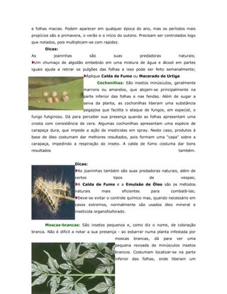 e folhas macias. Podem aparecer em qualquer época do ano, mas os períodos mais
propícios são a primavera, o verão e o início do outono. Precisam ser controlados logo
que notados, pois multiplicam-se com rapidez.
       Dicas:
As           joaninhas            são            suas             predadoras            naturais;
 Um chumaço de algodão embebido em uma mistura de água e álcool em partes
iguais ajuda a retirar os pulgões das folhas e isso pode ser feito semanalmente;
                               Aplique Calda de Fumo ou Macerado de Urtiga
                                        Cochonilhas: São insetos minúsculos, geralmente
                             marrons ou amarelos, que alojam-se principalmente na
                             parte inferior das folhas e nas fendas. Além de sugar a
                             seiva da planta, as cochonilhas liberam uma substância
                             pegajosa que facilita o ataque de fungos, em especial, o
fungo fuliginoso. Dá para perceber sua presença quando as folhas apresentam uma
crosta com consistência de cera. Algumas cochonilhas apresentam uma espécie de
carapaça dura, que impede a ação de inseticidas em spray. Neste caso, produtos à
base de óleo costumam dar melhores resultados, pois formam uma "capa" sobre a
carapaça, impedindo a respiração do inseto. A calda de fumo costuma dar bons
resultados                                                                             também.


                         Dicas:
                          As joaninhas também são suas predadoras naturais, além de
                         certos                  tipos                de                 vespas;
                          A Calda de Fumo e a Emulsão de Óleo são os métodos
                         naturais         mais       eficientes        para        combatê-las;
                          Deve-se evitar o controle químico mas, quando necessário em
                         casos extremos, normalmente são usados óleo mineral e
                         inseticida organofosforado.


       Moscas-brancas: São insetos pequenos e, como diz o nome, de coloração
branca. Não é difícil a notar a sua presença - ao esbarrar numa planta infestada por
                                                 moscas     brancas,       dá   para   ver   uma
                                                 pequena revoada de minúsculos insetos
                                                 brancos. Costumam localizar-se na parte
                                                 inferior   das    folhas,   onde liberam    um
 