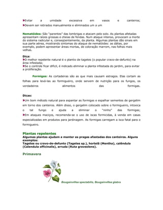 Evitar        a      umidade       excessiva          em        vasos     e     canteiros;
    Devem ser retirados manualmente e eliminados um a um


Nematóides: São “parentes” das lombrigas e atacam pelo solo. As plantas afetadas
apresentam raízes grossas e cheias de fendas. Num ataque intenso, provocam a morte
do sistema radicular e, conseqüentemente, da planta. Algumas plantas dão sinais em
sua parte aérea, mostrando sintomas do ataque de nematóides: as dálias, por
exemplo, podem apresentar áreas mortas, de coloração marrom, nas folhas mais
velhas.

Dica:
 O melhor repelente natural é o plantio de tagetes (o popular cravo-de-defunto) na
área infestada;
 Se o controle ficar difícil, é indicado eliminar a planta infestada do jardim, para evitar
a proliferação.

             Formigas: As cortadeiras são as que mais causam estragos. Elas cortam as
folhas para levá-las ao formigueiro, onde servem de nutrição para os fungos, os
verdadeiros                        alimentos                       das              formigas.


Dicas:
    Um bom método natural para espantar as formigas e espalhar sementes de gergelim
em torno dos canteiros. Além disso, o gergelim colocado sobre o formigueiro, intoxica
o      tal       fungo    e   ajuda      a     eliminar        o    “ninho”   das   formigas;
    Em ataques maciços, recomenda-se o uso de iscas formicidas, à venda em casas
especializadas em produtos para jardinagem. As formigas carregam a isca fatal para o
formigueiro.


Plantas repelentes
Algumas plantas ajudam a manter as pragas afastadas dos canteiros. Alguns
exemplos:
Tagetes ou cravo-de-defunto (Tagetes sp.), hortelã (Mentha), calêndula
(Calendula officinalis), arruda (Ruta graveolens).

Primavera




                                Bougainvillea spectabilis, Bougainvillea glabra
 
