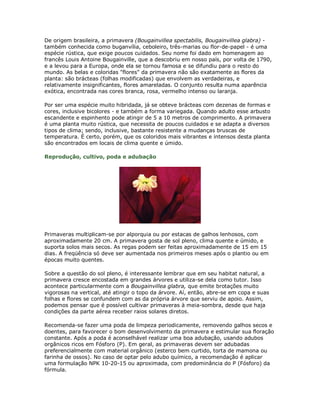 De origem brasileira, a primavera (Bougainvillea spectabilis, Bougainvillea glabra) -
também conhecida como buganvília, ceboleiro, três-marias ou flor-de-papel - é uma
espécie rústica, que exige poucos cuidados. Seu nome foi dado em homenagem ao
francês Louis Antoine Bougainville, que a descobriu em nosso país, por volta de 1790,
e a levou para a Europa, onde ela se tornou famosa e se difundiu para o resto do
mundo. As belas e coloridas "flores" da primavera não são exatamente as flores da
planta: são brácteas (folhas modificadas) que envolvem as verdadeiras, e
relativamente insignificantes, flores amareladas. O conjunto resulta numa aparência
exótica, encontrada nas cores branca, rosa, vermelho intenso ou laranja.

Por ser uma espécie muito hibridada, já se obteve brácteas com dezenas de formas e
cores, inclusive bicolores - e também a forma variegada. Quando adulto esse arbusto
escandente e espinhento pode atingir de 5 a 10 metros de comprimento. A primavera
é uma planta muito rústica, que necessita de poucos cuidados e se adapta a diversos
tipos de clima; sendo, inclusive, bastante resistente a mudanças bruscas de
temperatura. É certo, porém, que os coloridos mais vibrantes e intensos desta planta
são encontrados em locais de clima quente e úmido.

Reprodução, cultivo, poda e adubação




Primaveras multiplicam-se por alporquia ou por estacas de galhos lenhosos, com
aproximadamente 20 cm. A primavera gosta de sol pleno, clima quente e úmido, e
suporta solos mais secos. As regas podem ser feitas aproximadamente de 15 em 15
dias. A freqüência só deve ser aumentada nos primeiros meses após o plantio ou em
épocas muito quentes.

Sobre a questão do sol pleno, é interessante lembrar que em seu habitat natural, a
primavera cresce encostada em grandes árvores e utiliza-se dela como tutor. Isso
acontece particularmente com a Bougainvillea glabra, que emite brotações muito
vigorosas na vertical, até atingir o topo da árvore. Aí, então, abre-se em copa e suas
folhas e flores se confundem com as da própria árvore que serviu de apoio. Assim,
podemos pensar que é possível cultivar primaveras à meia-sombra, desde que haja
condições da parte aérea receber raios solares diretos.

Recomenda-se fazer uma poda de limpeza periodicamente, removendo galhos secos e
doentes, para favorecer o bom desenvolvimento da primavera e estimular sua floração
constante. Após a poda é aconselhável realizar uma boa adubação, usando adubos
orgânicos ricos em Fósforo (P). Em geral, as primaveras devem ser adubadas
preferencialmente com material orgânico (esterco bem curtido, torta de mamona ou
farinha de ossos). No caso de optar pelo adubo químico, a recomendação é aplicar
uma formulação NPK 10-20-15 ou aproximada, com predominância do P (Fósforo) da
fórmula.
 