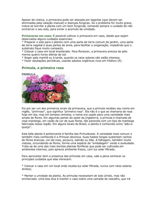 Apesar de rústica, a primavera pode ser atacada por lagartas (que devem ser
eliminadas pela catação manual) e doenças fúngicas. Se o problema for muito grave,
indica-se borrifar a planta com um bom fungicida, tomando sempre o cuidado de não
encharcar o seu solo, para evitar o acúmulo de umidade.

Primaveras em vaso: É possível cultivar a primavera em vaso, desde que sejam
observados alguns cuidados essenciais:
* Preparar o solo para o plantio com uma parte de terra comum de jardim, uma parte
de terra vegetal e duas partes de areia, para facilitar a oxigenação, impedindo que o
substrato fique muito compacto.
* Colocar o vaso em local ensolarado. Para florescer, a primavera precisa de pelo
menos quatro horas diárias de sol.
* Regar pela manhã ou à tarde, quando os raios solares não estão intensos.
* Fazer adubações periódicas, usando adubos orgânicos ricos em Fósforo (P).

Prímula, a primeira rosa




Foi por ser um dos primeiros sinais da primavera, que a prímula recebeu seu nome em
inglês, "primrose", que significa "primeira rosa". Ela não é o que se chamaria de rosa
hoje em dia, mas em tempos remotos, o nome era usado para uma variedade mais
ampla de flores. Em algumas partes do oeste da Inglaterra, a prímula é chamada de
rosa-manteiga, em razão da cor de suas flores, tão parecida com um tipo de manteiga
fabricada nessa região. Em alguns locais do Brasil, a planta é conhecida como "pão-e-
queijo".

Esta bela planta é pertencente à família das Primuláceas. A variedade mais comum e
também mais conhecida é a Primula obconica. Suas hastes longas sustentam cachos
de flores brancas, cor-de-rosa, púrpura, salmão ou lilás. A folhagem, também muito
vistosa, circundando as flores, forma uma espécie de "embalagem" verde e aveludada.
Trata-se de uma das mais bonitas plantas floríferas que pode ser cultivada em
ambientes internos, pois aprecia ambiente fresco, com luz solar filtrada.

Para aproveitar bem a presença das prímulas em casa, vale a pena conhecer os
principais cuidados que elas merecem:

* Colocar o vaso em um local onde receba luz solar filtrada, nunca com raios solares
diretos;

* Manter a umidade da planta. As prímulas necessitam de solo úmido, mas não
encharcado. Uma boa dica é manter o vaso sobre uma camada de cascalho, que irá
 