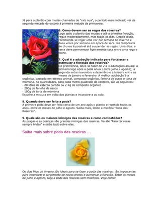 Já para o plantio com mudas chamadas de "raiz nua", o período mais indicado vai da
segunda metade do outono à primeira metade da primavera.

                           6. Como devem ser as regas das roseiras?
                           Logo após o plantio das mudas e até a primeira floração,
                           regue moderadamente, mas todos os dias. Depois disso,
                           recomenda-se regar uma vez por semana no inverno e
                           duas vezes por semana em época de seca. Na temporada
                           de chuvas é possível até suspender as regas. Uma dica: a
                           terra deve permanecer ligeiramente seca entre uma rega e
                           outra.

                             7. Qual é a adubação indicada para fortalecer e
                             estimular a floração das roseiras?
                             De preferência, deve-se fazer de 2 a 3 adubações anuais: a
                             primeira logo após a poda anual (entre julho e agosto); a
                             segunda entre novembro e dezembro e a terceira entre os
                             meses de janeiro e fevereiro. A melhor adubação é a
orgânica, baseada em esterco animal, composto orgânico, farinha de ossos e torta de
mamona. As quantidades, para cada metro quadrado de canteiro, são as seguintes:
· 20 litros de esterco curtido ou 2 Kg de composto orgânico
· 200g de farinha de ossos
· 100g de torta de mamona
Espalhe a mistura em volta das plantas e incorpore-a ao solo.

8. Quando deve ser feita a poda?
A primeira poda deve ser feita cerca de um ano após o plantio e repetida todos os
anos, entre os meses de julho e agosto. Saiba mais, lendo a matéria "Poda das
Roseiras".

9. Quais são os maiores inimigos das roseiras e como combatê-los?
As pragas e as doenças são grandes inimigas das roseiras. Vá até "Para ter rosas
sempre lindas" e saiba tudo sobre elas.

Saiba mais sobre poda das roseiras ...




Os dias frios do inverno são ideais para se fazer a poda das roseiras, tão importantes
para incentivar o surgimento de novos brotos e aumentar a floração. Entre os meses
de julho e agosto, faça a poda das roseiras sem mistérios. Veja como:
 