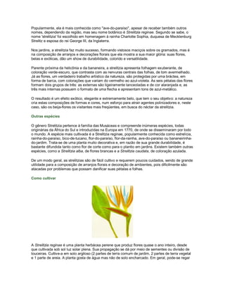 Popularmente, ela é mais conhecida como "ave-do-paraíso", apesar de receber também outros
nomes, dependendo da região, mas seu nome botânico é Strelitzia reginae. Segundo se sabe, o
nome 'strelitzia' foi escolhido em homenagem à rainha Charlotte Sophia, duquesa de Mecklenburg
Strelitz e esposa do rei George III, da Inglaterra.

Nos jardins, a strelitzia faz muito sucesso, formando vistosos maciços sobre os gramados, mas é
na composição de arranjos e decorações florais que ela mostra a sua maior glória: suas flores,
belas e exóticas, dão um show de durabilidade, colorido e versatilidade.

Parente próxima da helicônia e da bananeira, a strelitzia apresenta folhagem exuberante, de
coloração verde-escuro, que contrasta com as nervuras centrais das folhas, de tom avermelhado.
Já as flores, um verdadeiro trabalho artístico da natureza, são protegidas por uma bráctea, em
forma de barca, com colorações que variam do vermelho ao azul-violeta. As seis pétalas das flores
formam dois grupos de três: as externas são ligeiramente lanceoladas e de cor alaranjada e, as
três mais internas possuem o formato de uma flecha e apresentam tons de azul-metálico.

O resultado é um efeito exótico, elegante e extremamente belo, que tem o seu objetivo: a natureza
cria estas composições de formas e cores, num esforço para atrair agentes polinizadores e, neste
caso, são os beija-flores os visitantes mais freqüentes, em busca do néctar da strelitzia.

Outras espécies

O gênero Strelitzia pertence à família das Musáceas e compreende inúmeras espécies, todas
originárias da África do Sul e introduzidas na Europa em 1770, de onde se disseminaram por todo
o mundo. A espécie mais cultivada é a Strelitzia reginae, popularmente conhecida como estrelícia,
rainha-do-paraíso, bico-de-tucano, flor-do-paraíso, flor-da-rainha, ave-do-paraíso ou bananeirinha-
do-jardim. Trata-se de uma planta muito decorativa e, em razão de sua grande durabilidade, é
bastante difundida tanto como flor de corte como para o plantio em jardins. Existem também outras
espécies, como a Strelitzia alba, de flores brancas e a Strelitzia caudata, de coloração azulada.

De um modo geral, as strelitzias são de fácil cultivo e requerem poucos cuidados, sendo de grande
utilidade para a composição de arranjos florais e decoração de ambientes, pois dificilmente são
atacadas por problemas que possam danificar suas pétalas e folhas.

Como cultivar




A Strelitzia reginae é uma planta herbácea perene que produz flores quase o ano inteiro, desde
que cultivada sob sol luz solar plena. Sua propagação se dá por meio de sementes ou divisão de
touceiras. Cultive-a em solo argiloso (2 partes de terra comum de jardim, 2 partes de terra vegetal
e 1 parte de areia. A planta gosta de água mas não de solo encharcado. Em geral, pode-se regar
 