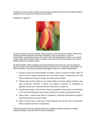O mérito do cultivo da tulipa no Brasil cabe ao produtor Klass Schoenmaker (mais detalhes abaixo),
estabelecido no município de Holambra, em São Paulo.

Comprei. E agora?




Na hora de adquirir um vaso de tulipas, prefira aquele com as flores ainda em botão. Dessa forma,
você terá as belas tulipas por mais tempo. Mantenha o vaso em local fresco, com boa
luminosidade, mas longe de ventos e do sol forte. Outra dica interessante é colocar 1 ou 2 pedras
de gelo, pela manhã e à tarde, sobre o substrato (mistura de terra) do vaso, todos os dias. Assim
podemos diminuir o excesso de calor.

No clima brasileiro é difícil conseguir que a planta floresça mais de uma vez, mas com algumas
técnicas, dá para tentar fazê-la dar flores pelo menos mais uma vez. O processo é demorado e um
tanto complicado, mas para quem gosta de jardinagem, pode ser um desafio compensador:

   1. Quando as flores da primeira floração murcharem, corte-as, inclusive as folhas. Retire os
       bulbos da terra, limpe-os levemente com uma escova macia e mantenha-os em local
       fresco e arejado por cerca de 3 meses, sem deixar que se molhem.
   2. Passado esse período, plante-os num vasinho plástico com terra vegetal umedecida, sem
       estar encharcada. Embrulhe o vasinho num plástico e coloque-o no congelador da
       geladeira durante uns 6 meses (temperatura ideal entre 2 e 5 graus C).
   3. Passado esse tempo, é hora de tirar o vasinho da geladeira e levá-lo para um local fresco
       e com boa luminosidade por mais 2 meses, lembrando de manter a terra sempre úmida.
   4. Depois disso, o vasinho deve voltar ao congelador, novamente embrulhado em plástico,
       onde vai permanecer por mais 6 meses.
   5. Agora é hora de levar o vaso para um local iluminado. Se tudo der certo, a tulipa estará
       florida no período de trinta a cinqüenta dias.


Todo esse processo tem como objetivo simular as condições climáticas existentes no habitat
natural das tulipas e que estimulam os bulbos a rebrotarem.
 