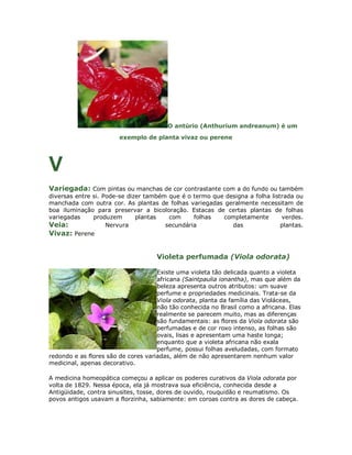 O antúrio (Anthurium andreanum) é um
                        exemplo de planta vivaz ou perene




V
Variegada: Com pintas ou manchas de cor contrastante com a do fundo ou também
diversas entre si. Pode-se dizer também que é o termo que designa a folha listrada ou
manchada com outra cor. As plantas de folhas variegadas geralmente necessitam de
boa iluminação para preservar a bicoloração. Estacas de certas plantas de folhas
variegadas     produzem       plantas   com     folhas   completamente        verdes.
Veia:               Nervura            secundária           das               plantas.
Vivaz: Perene


                                    Violeta perfumada (Viola odorata)

                                     Existe uma violeta tão delicada quanto a violeta
                                     africana (Saintpaulia ionantha), mas que além da
                                     beleza apresenta outros atributos: um suave
                                     perfume e propriedades medicinais. Trata-se da
                                     Viola odorata, planta da família das Violáceas,
                                     não tão conhecida no Brasil como a africana. Elas
                                     realmente se parecem muito, mas as diferenças
                                     são fundamentais: as flores da Viola odorata são
                                     perfumadas e de cor roxo intenso, as folhas são
                                     ovais, lisas e apresentam uma haste longa;
                                     enquanto que a violeta africana não exala
                                     perfume, possui folhas aveludadas, com formato
redondo e as flores são de cores variadas, além de não apresentarem nenhum valor
medicinal, apenas decorativo.

A medicina homeopática começou a aplicar os poderes curativos da Viola odorata por
volta de 1829. Nessa época, ela já mostrava sua eficiência, conhecida desde a
Antigüidade, contra sinusites, tosse, dores de ouvido, rouquidão e reumatismo. Os
povos antigos usavam a florzinha, sabiamente: em coroas contra as dores de cabeça.
 