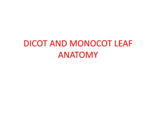 DICOT AND MONOCOT LEAF
ANATOMY
 