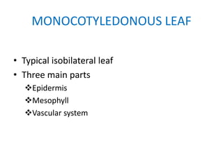 MONOCOTYLEDONOUS LEAF
• Typical isobilateral leaf
• Three main parts
Epidermis
Mesophyll
Vascular system
 