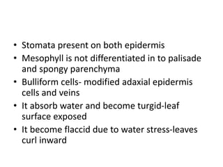 • Stomata present on both epidermis
• Mesophyll is not differentiated in to palisade
and spongy parenchyma
• Bulliform cells- modified adaxial epidermis
cells and veins
• It absorb water and become turgid-leaf
surface exposed
• It become flaccid due to water stress-leaves
curl inward
 