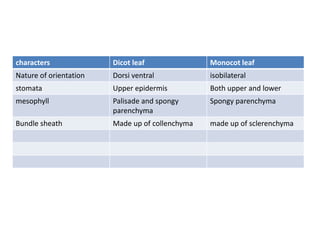 characters Dicot leaf Monocot leaf
Nature of orientation Dorsi ventral isobilateral
stomata Upper epidermis Both upper and lower
mesophyll Palisade and spongy
parenchyma
Spongy parenchyma
Bundle sheath Made up of collenchyma made up of sclerenchyma
 