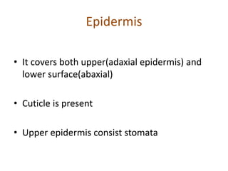 Epidermis
• It covers both upper(adaxial epidermis) and
lower surface(abaxial)
• Cuticle is present
• Upper epidermis consist stomata
 